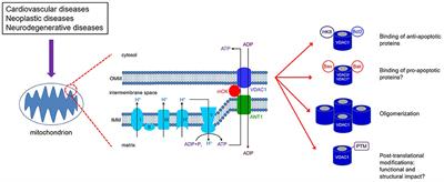 Mitochondrial VDAC1: A Key Gatekeeper as Potential Therapeutic Target